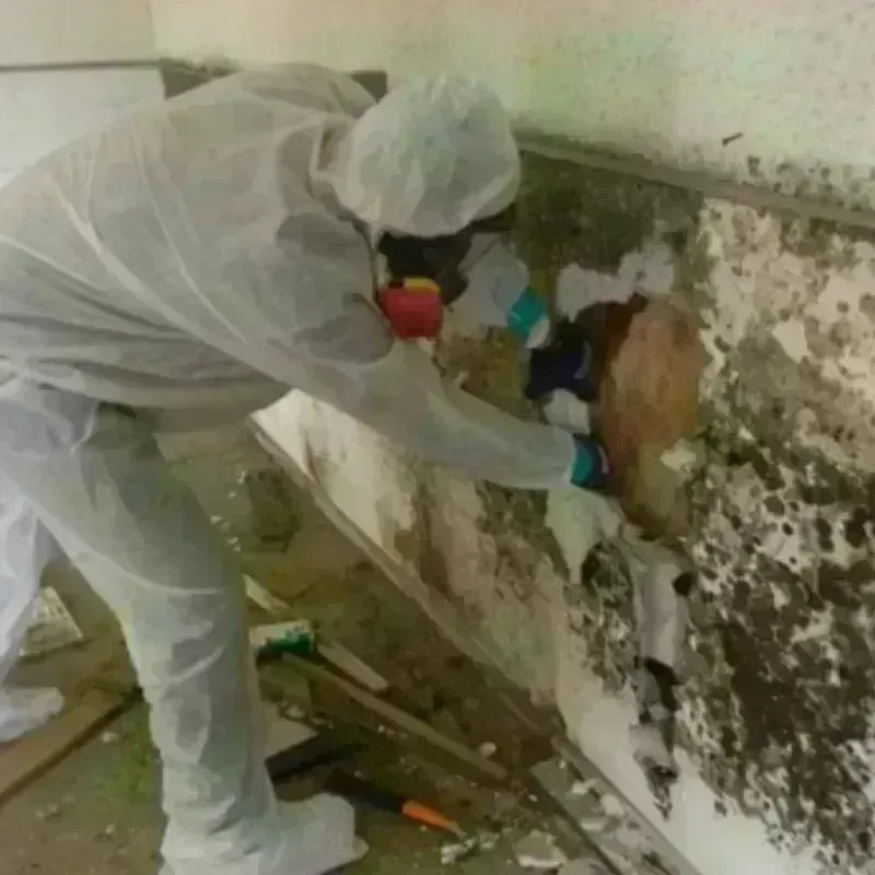 Mold Remediation and Removal in Berino, NM